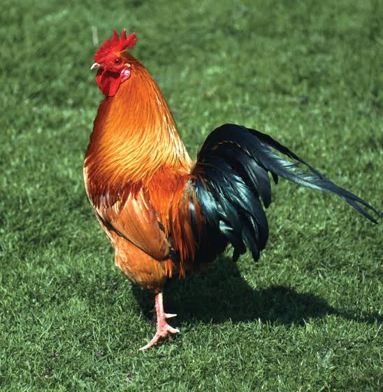 Deshi Chicken